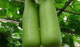 南充吃瓜爆料公司有哪些